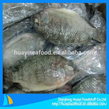 Peces enteros congelados de tilapia negra